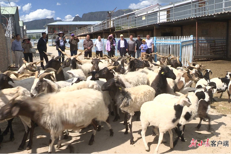 夏河甘加羊通过省级地理标志农产品登记现场核查和品质鉴评