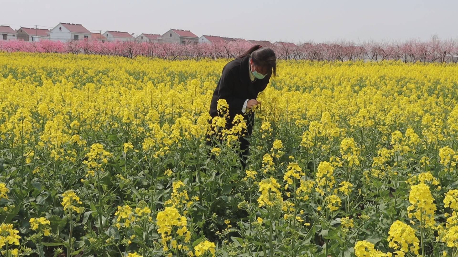 灌云潮河湾油菜花图片