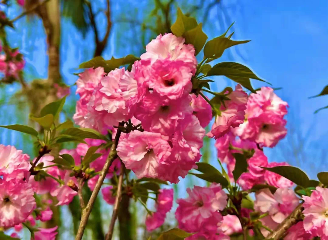 龙台山生态园樱花图片