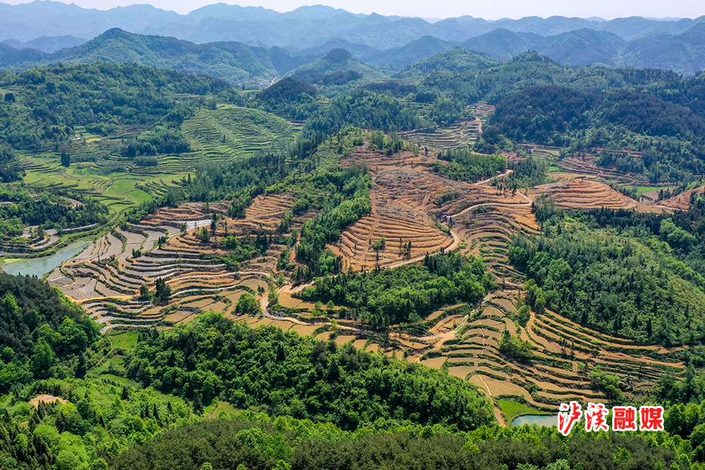 兴隆场镇:坚决整治耕地抛荒,扛稳粮食安全重任