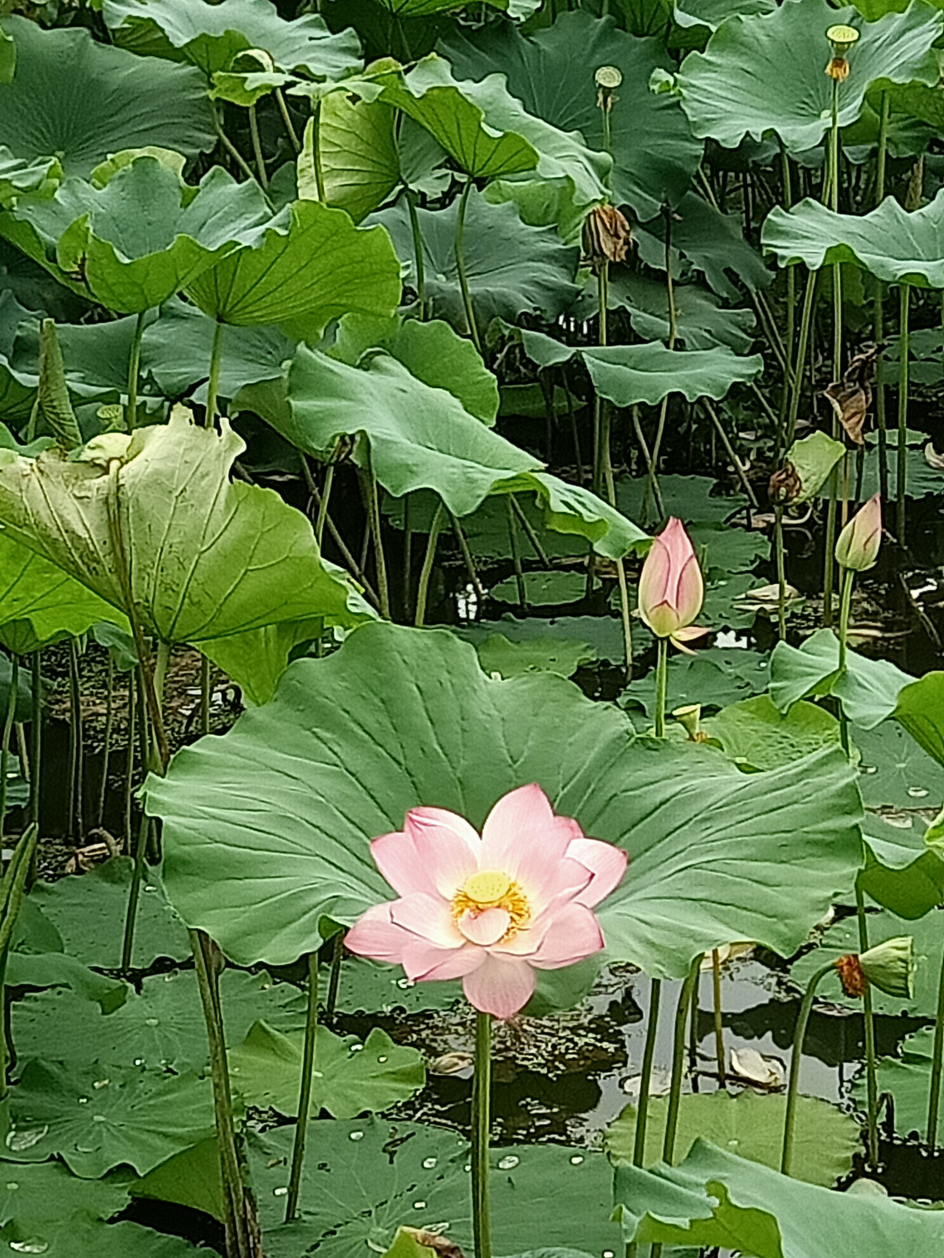 遠眺蓮花座,千手拜觀音——遊溈山密印寺