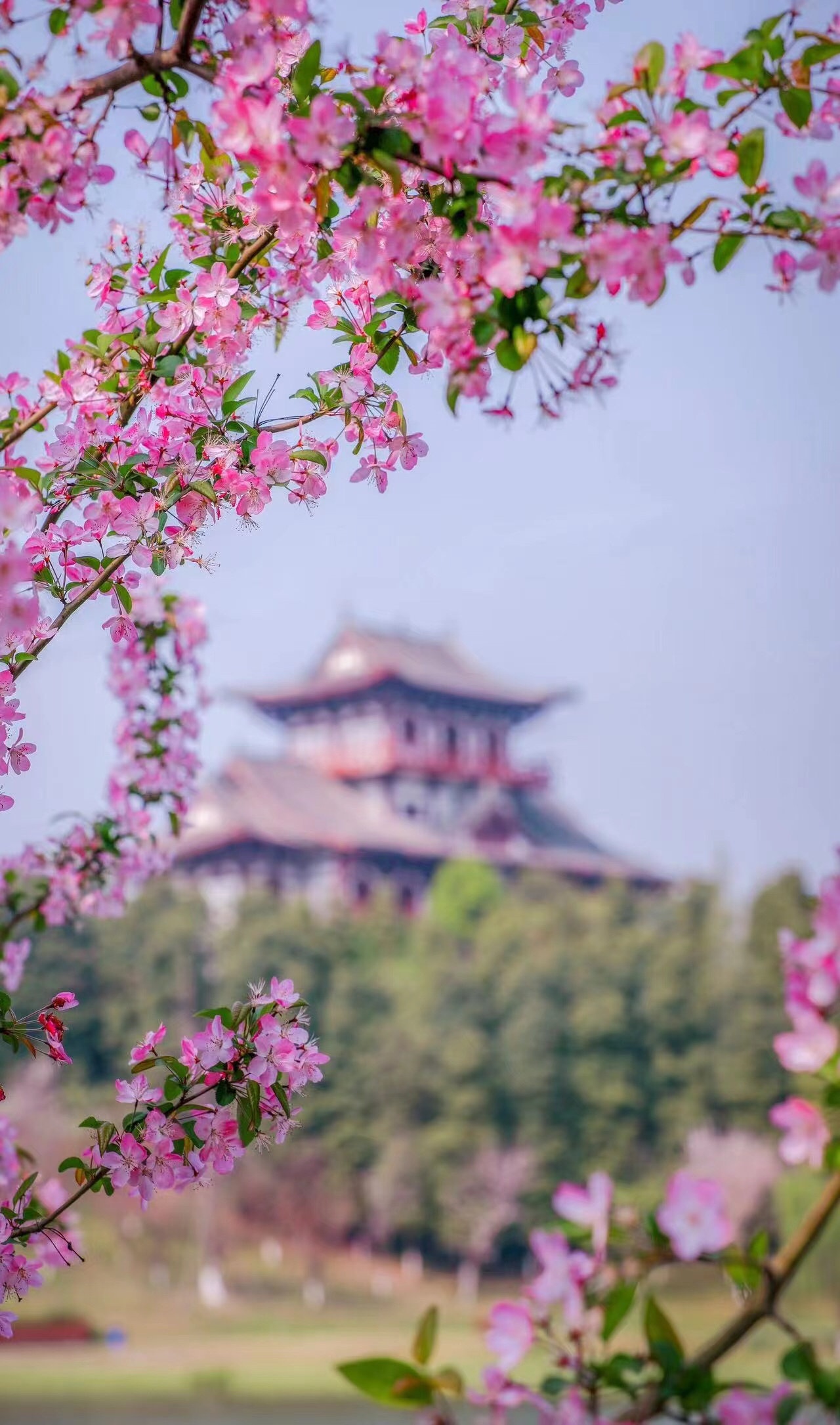 万树樱花开 成都青白江樱花节3月18日开幕