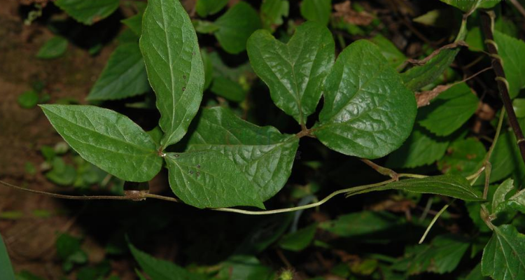 薯莨是什么植物