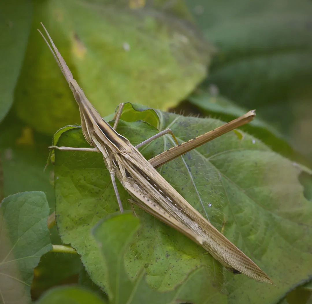 昆嵛山物种日历 219