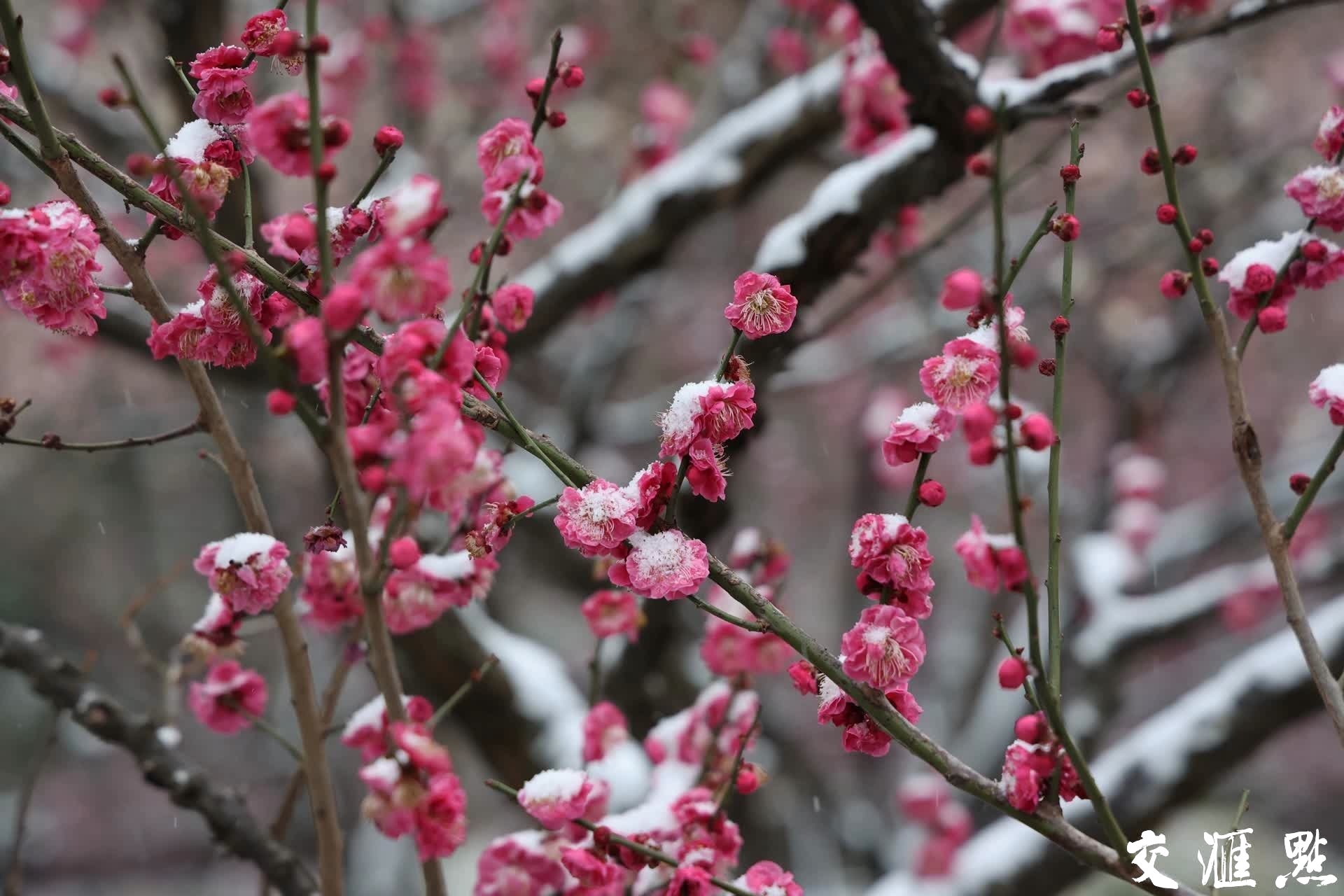 雪中梅花枝头俏