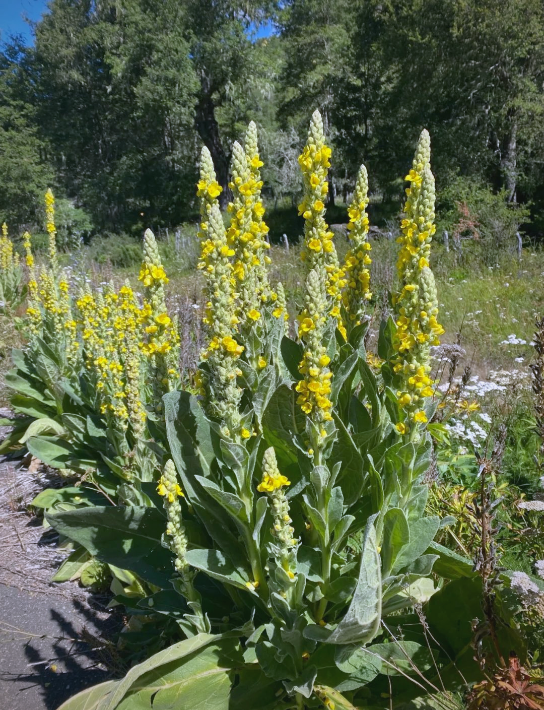 毛蕊花:从外观到功效的全面了解
