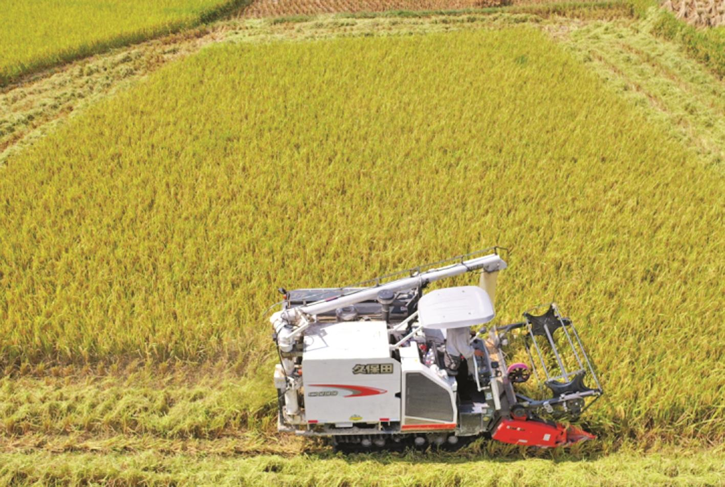 沿河稻油轮作获得成功
