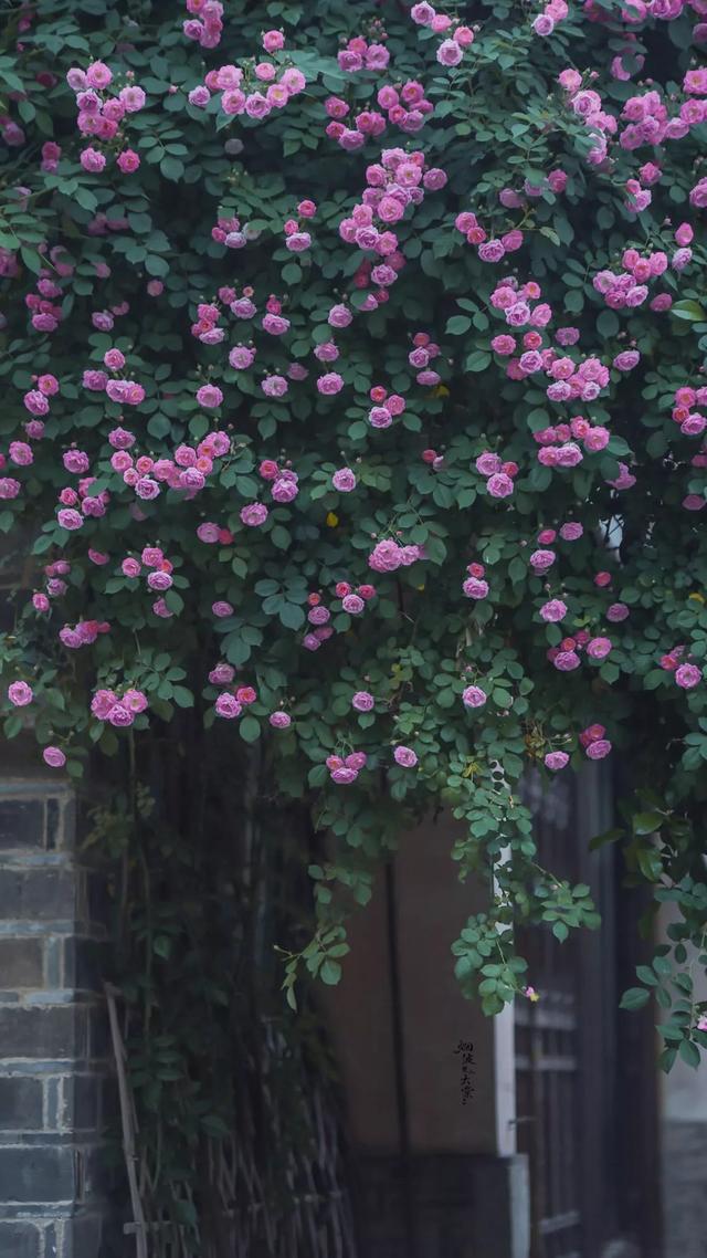 蔷薇花主题壁纸:高清护眼,唯美小清新