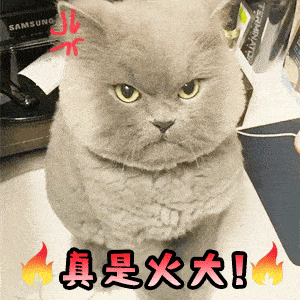 燃起来了猫咪表情图片