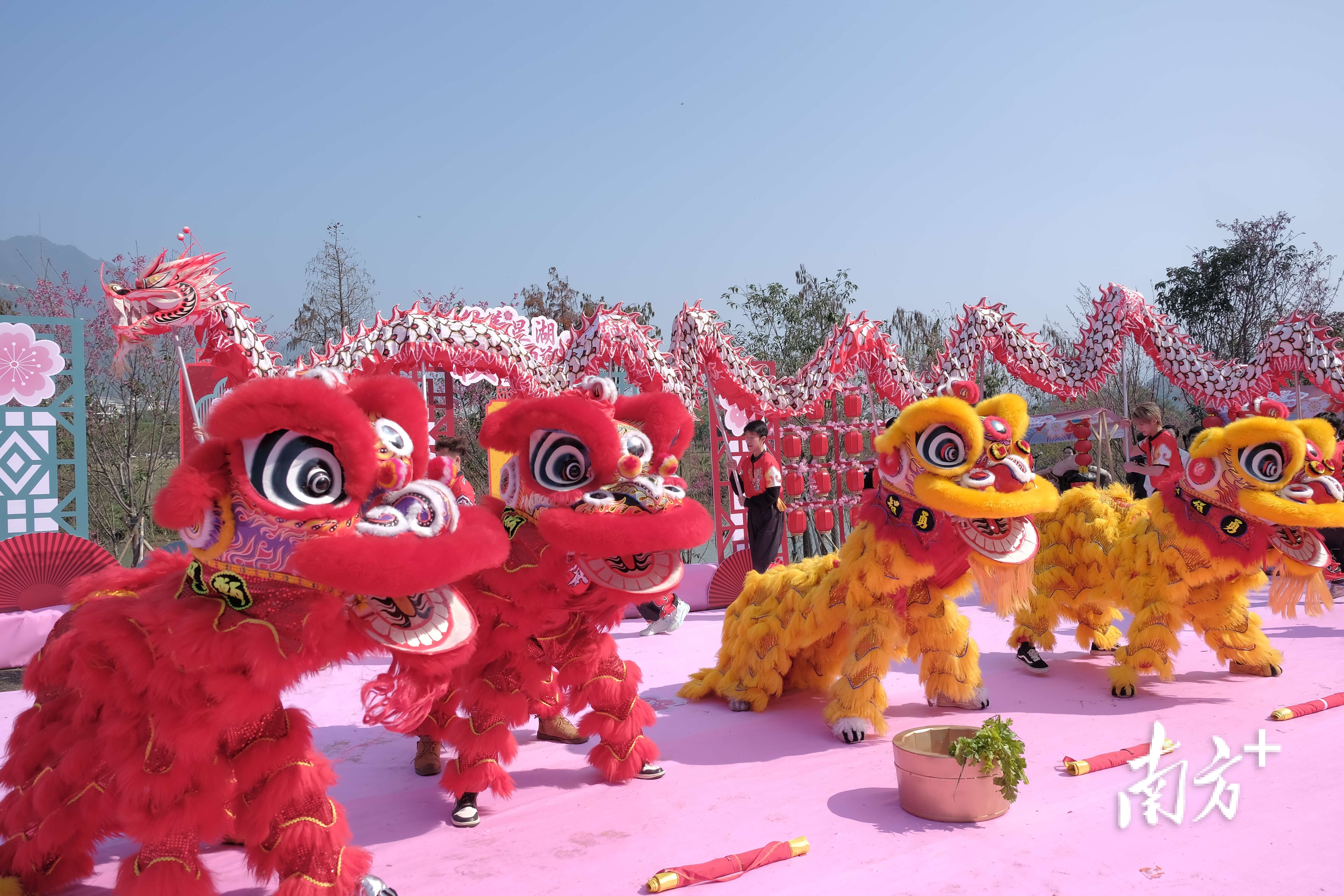 肇庆星湖迎樱花"首秀",樱花桃花相映红