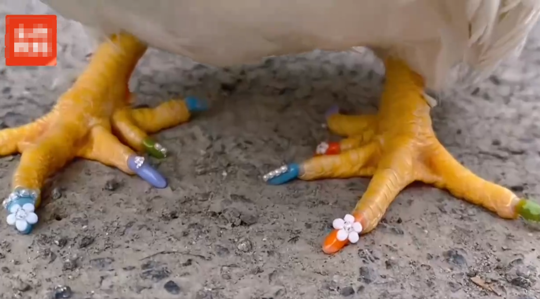 活久见!上海一女子给鸡做美甲被拒,购买全套设备自己给鸡美甲