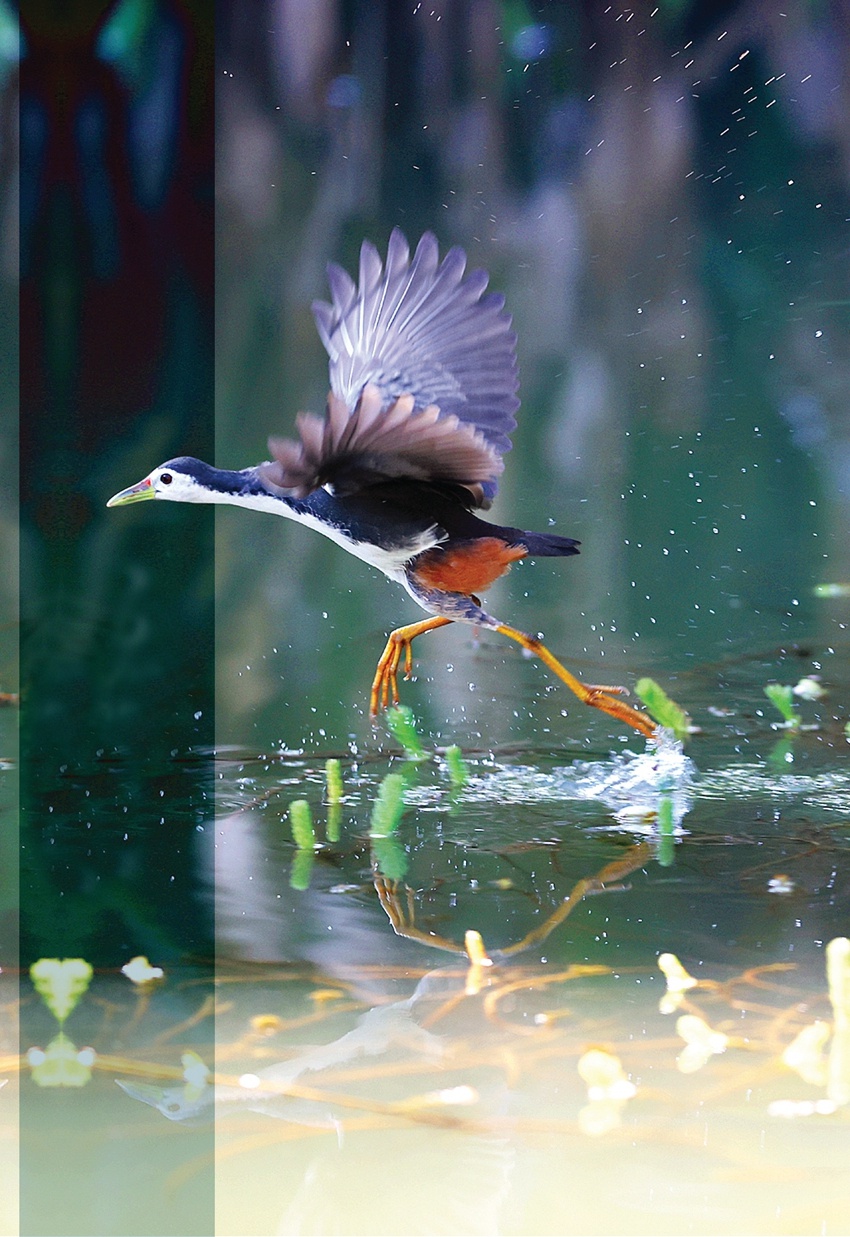 惠州西湖萌宠记⑧|白面水鸡:我和东坡有段缘