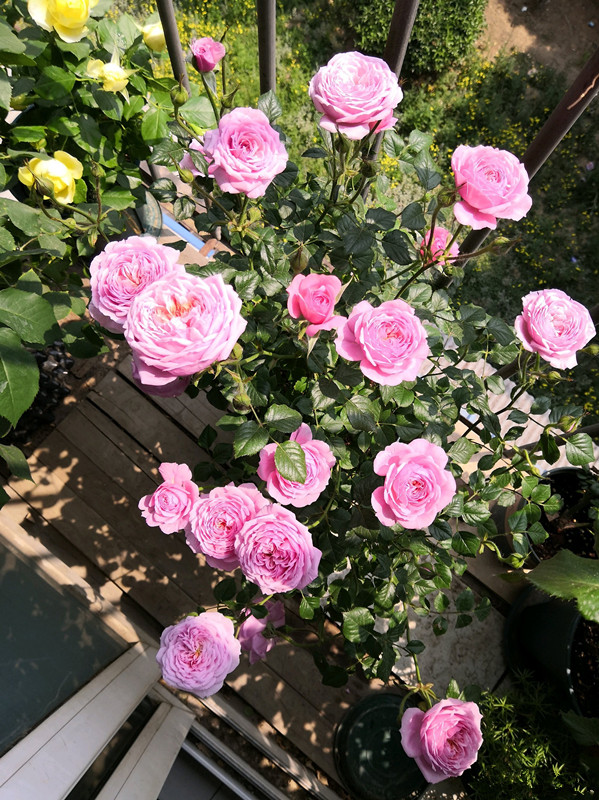 世界名花 铃之妖精 花朵又美又香 阳台养一株 四季有花看 百科ta说 世界名花 铃之妖精 花朵又美又香 阳台养一株 四季有花看 百科ta说