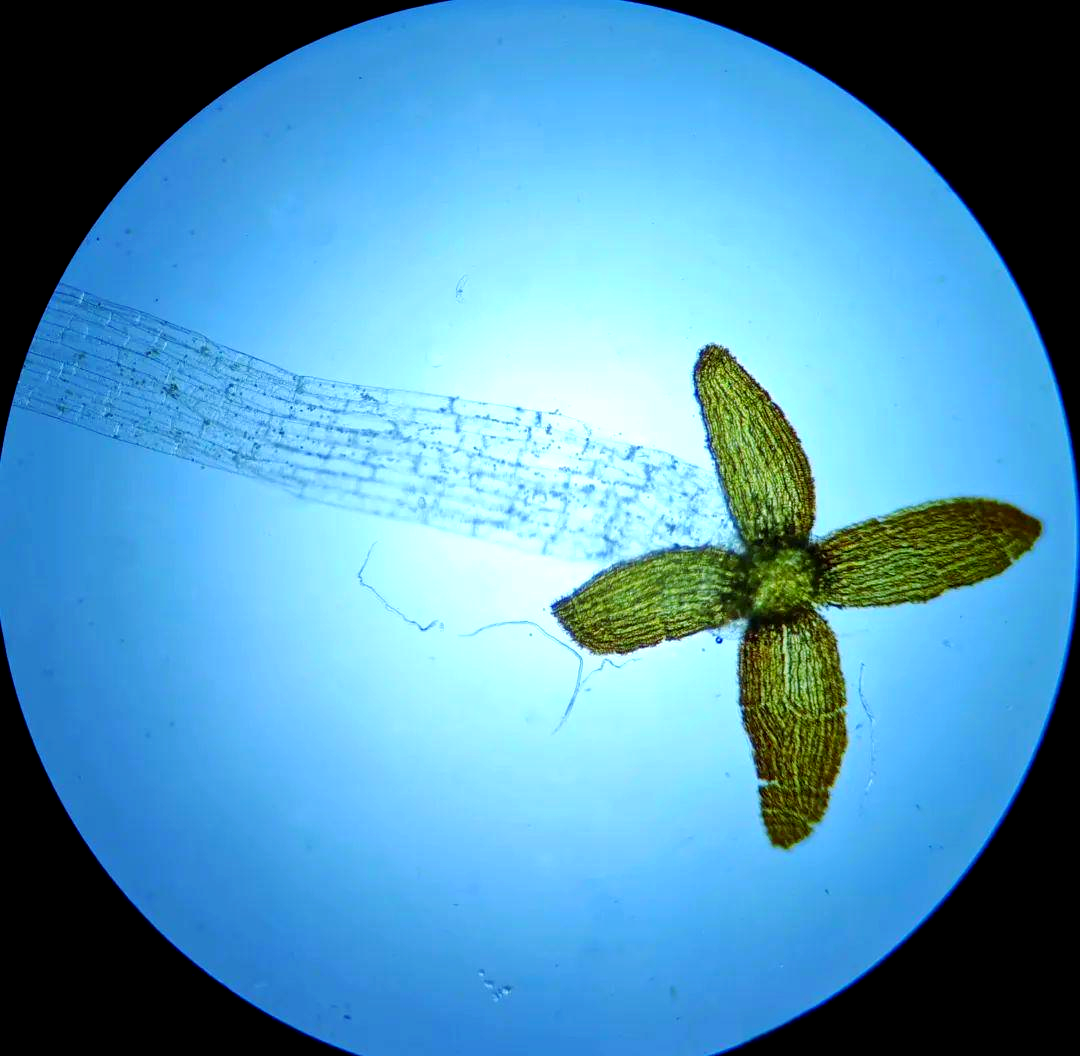 苔藓孢蒴为何常被误认为"开花"