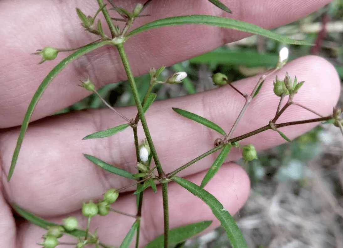 珍惜田边盛开的"蛇毒草",老人称之为"肿瘤草",它的身影依旧