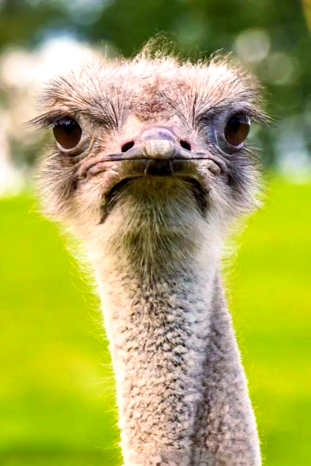 鸵鸟养殖为何鲜有人问津?