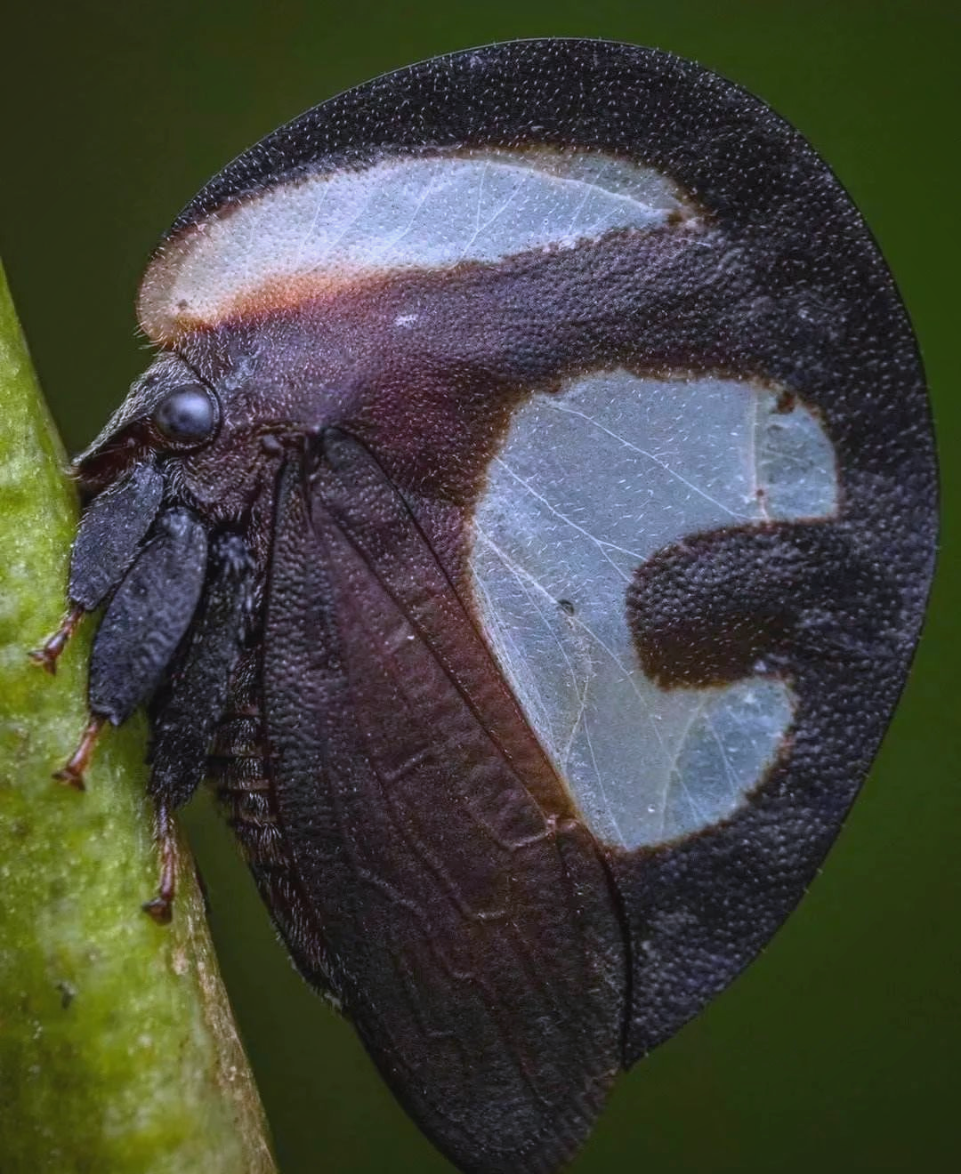 角蝉的多样性与独特魅力,昆虫界的造型大师