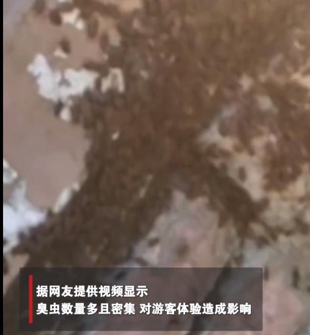 密恐慎入!武功山现大量臭虫,墙上,窗户上