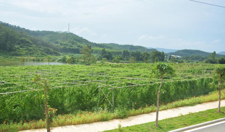 杜阮凉瓜已上市!要吃正宗的杜阮凉瓜来杜阮啦!
