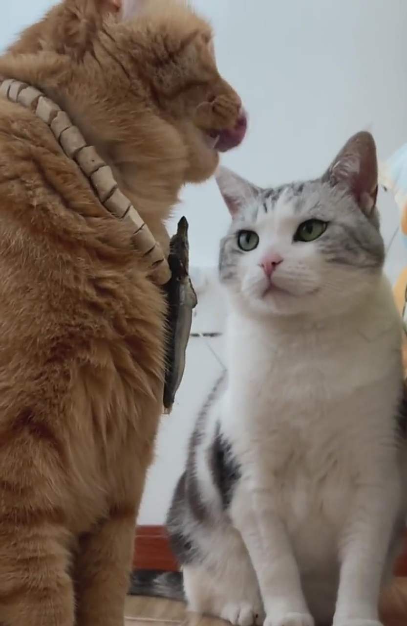 羡慕的眼神是藏不住的