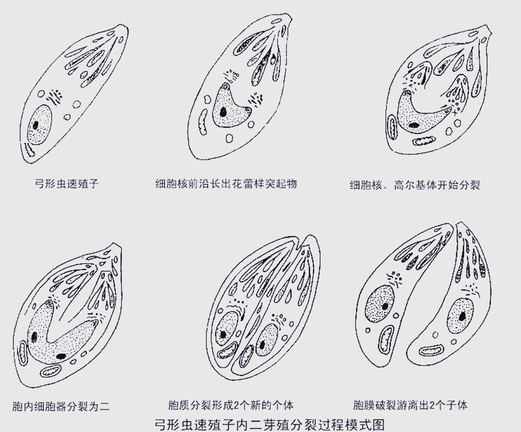 全面解析弓形体病(弓形虫病):从发病到预防