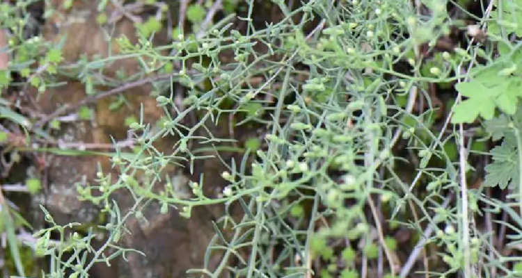 百蕊草种植技术