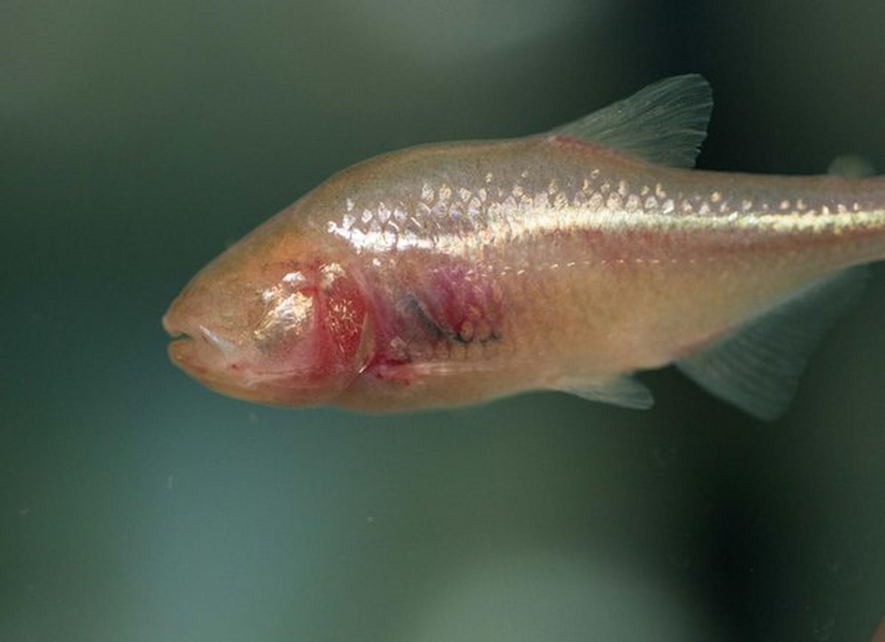 盲鱼(学名:astyanax jordani)又名乔氏丽脂鲤,是辐鳍鱼纲脂鲤目脂鲤科