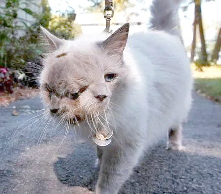 日本福岛核泄漏后的变异动植物现象