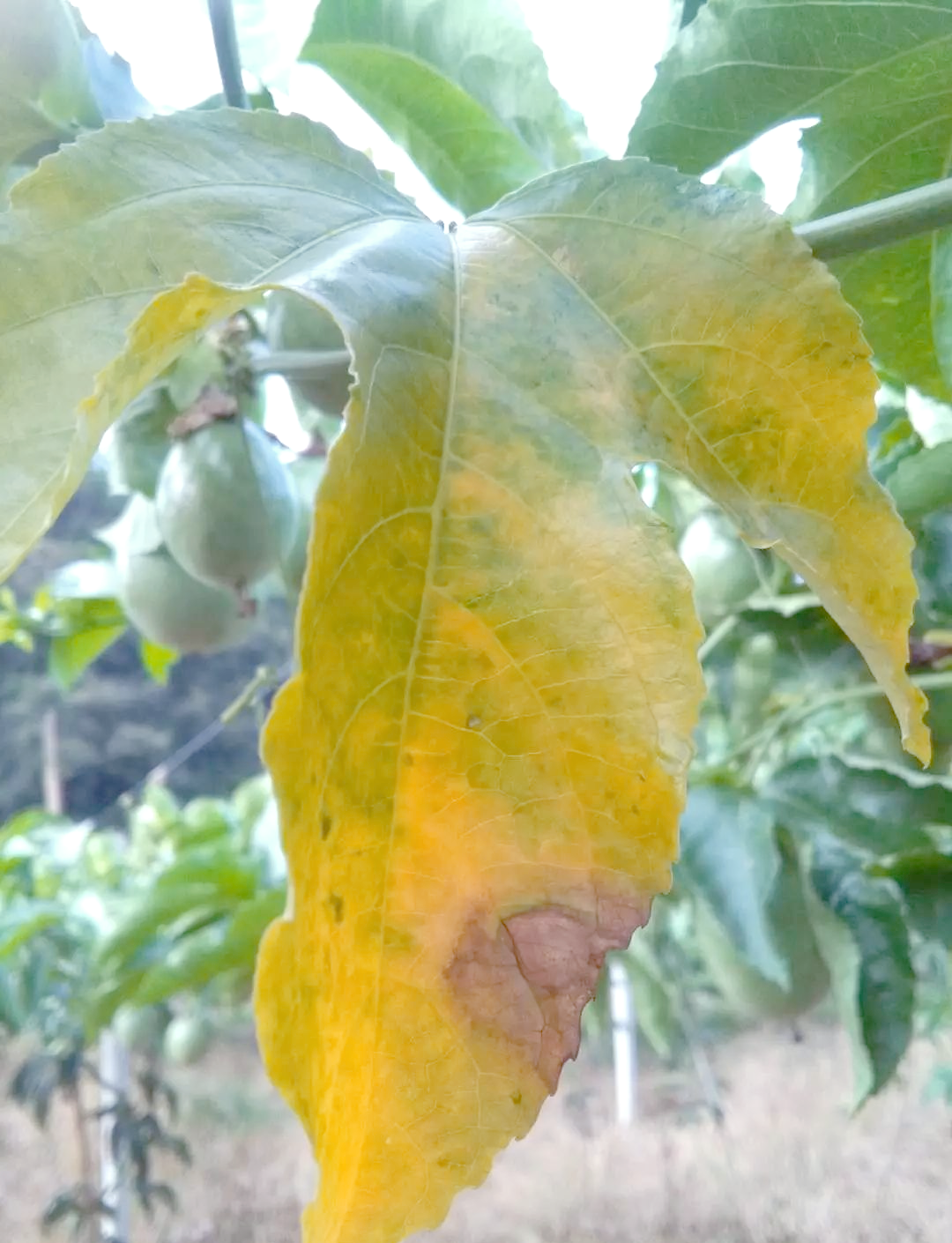 百香果病虫害全方位防治指南