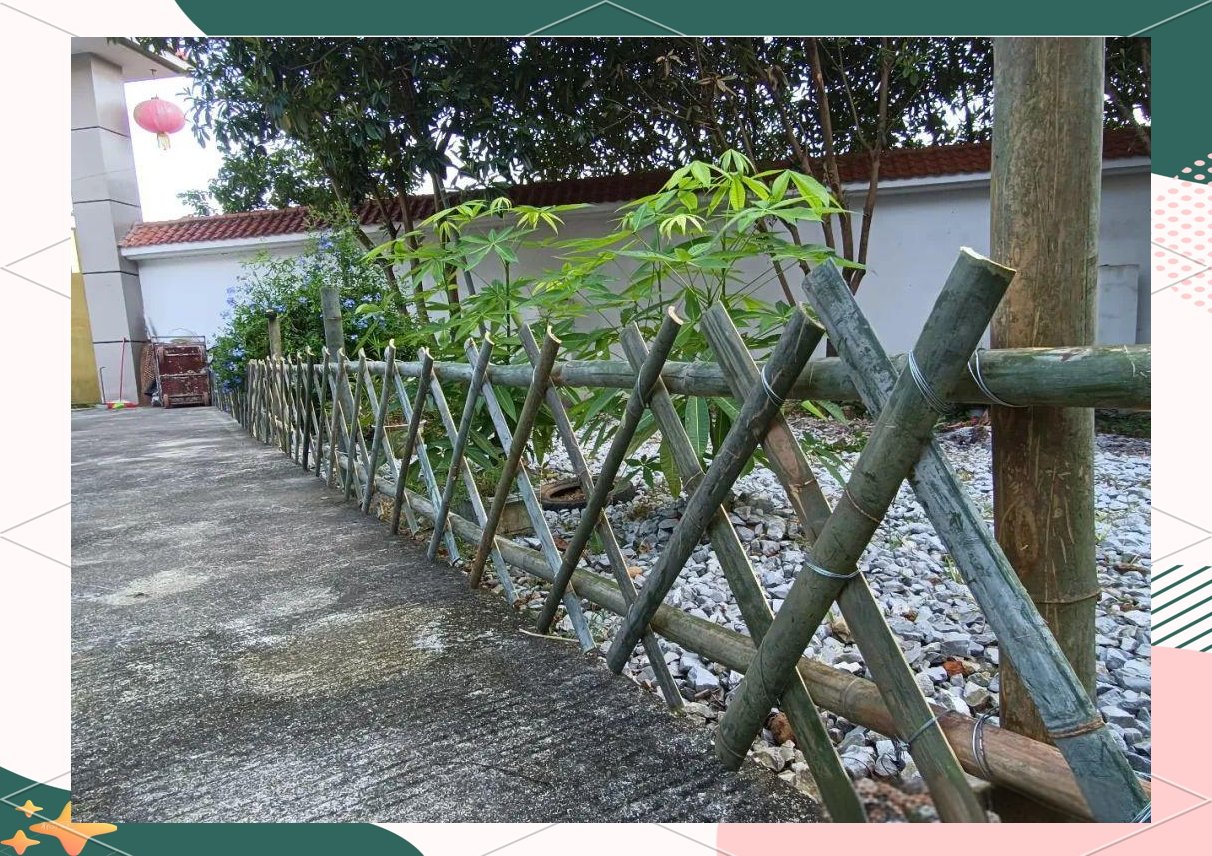 每当夏日来临,篱笆墙上便爬满了牵牛花,红,白,紫的小花朵交织在一起