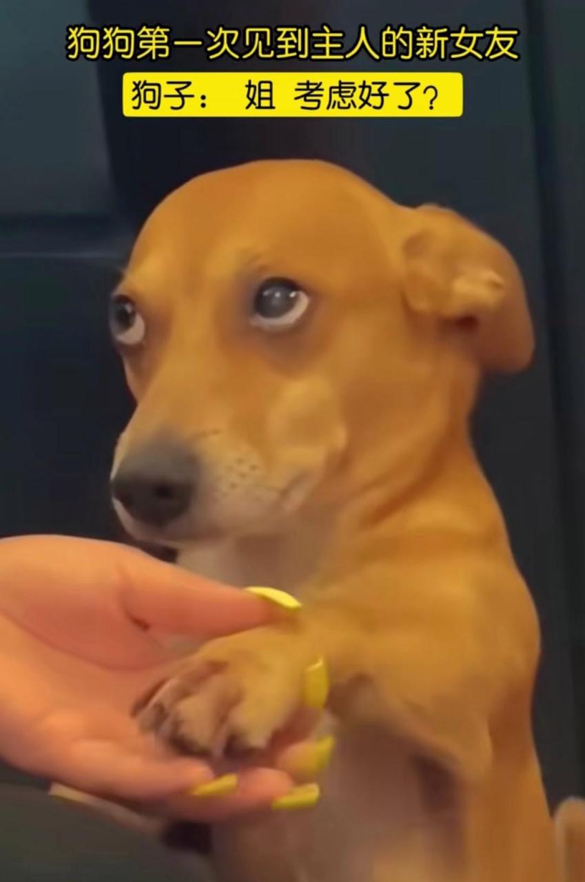 狗子:姐,考虑好了?