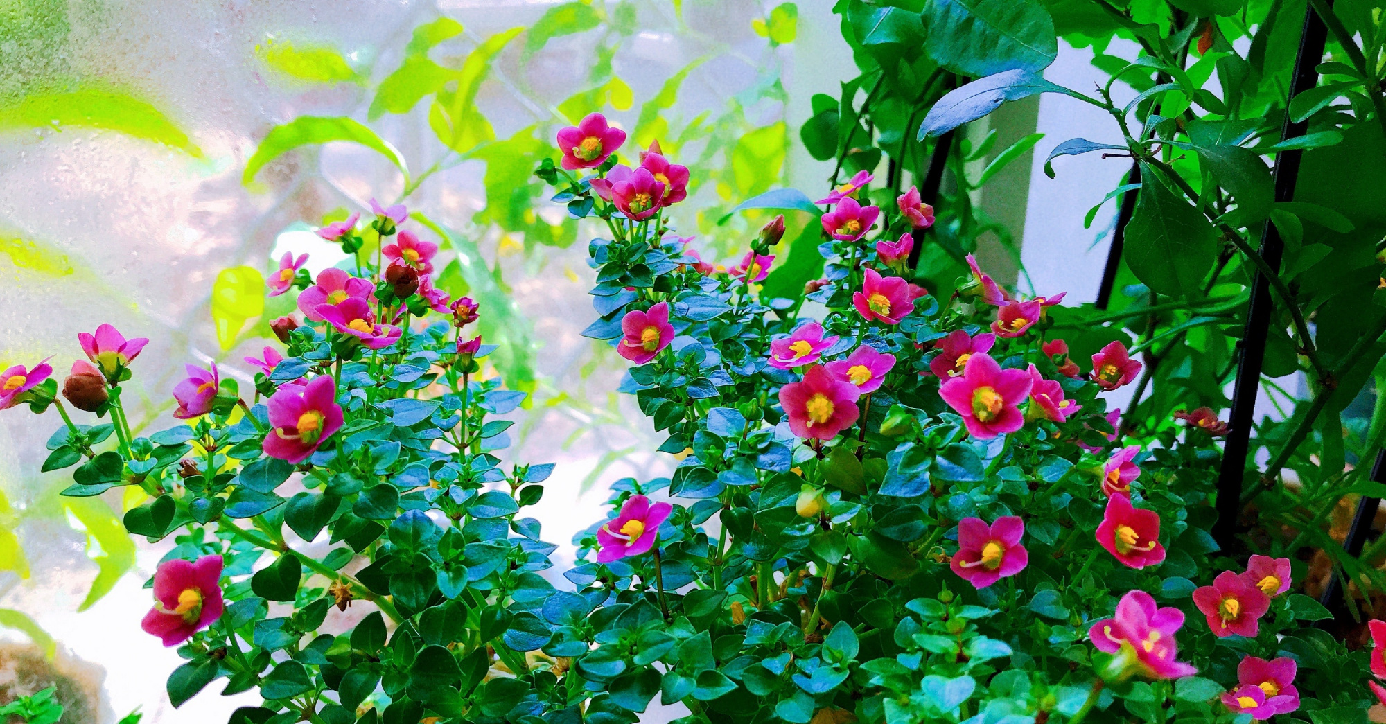 网红盆栽绿植—紫星花,清新秀美,芬芳怡人,栽培容易,周年花开