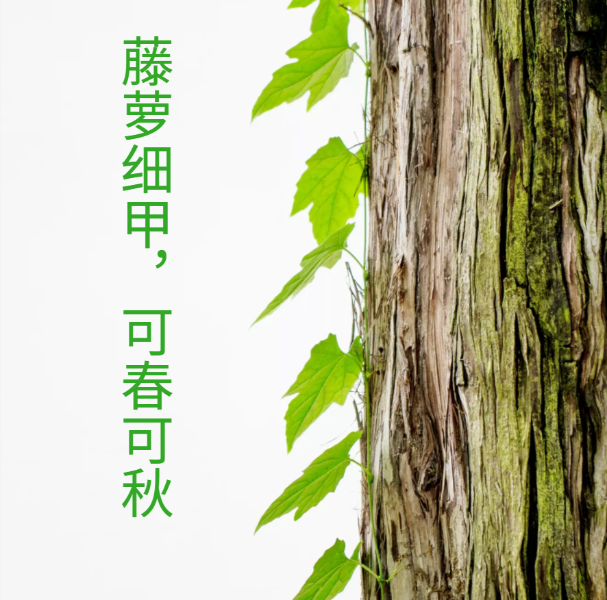 "藤萝系甲"的乙木有何特点?