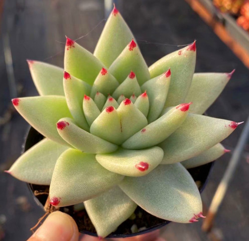 多肉品种:红颜,卡罗拉,姬小光,花之鹤,黄金玛利亚