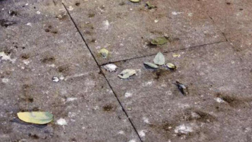 以前的燕子窝下面很干净,现在的燕子窝下却全是粪便,原因何在?