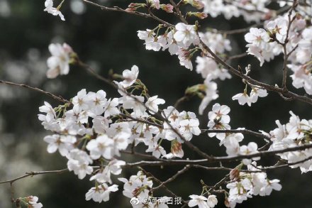 郑州人民公园樱花盛开