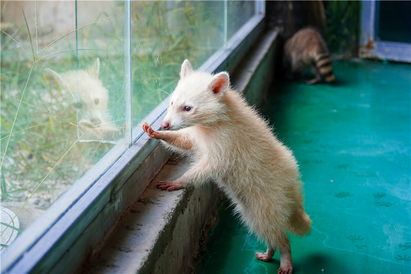 1/750000概率的白化小浣熊亮相徐州 饲养员讲述"珍珠"成长记