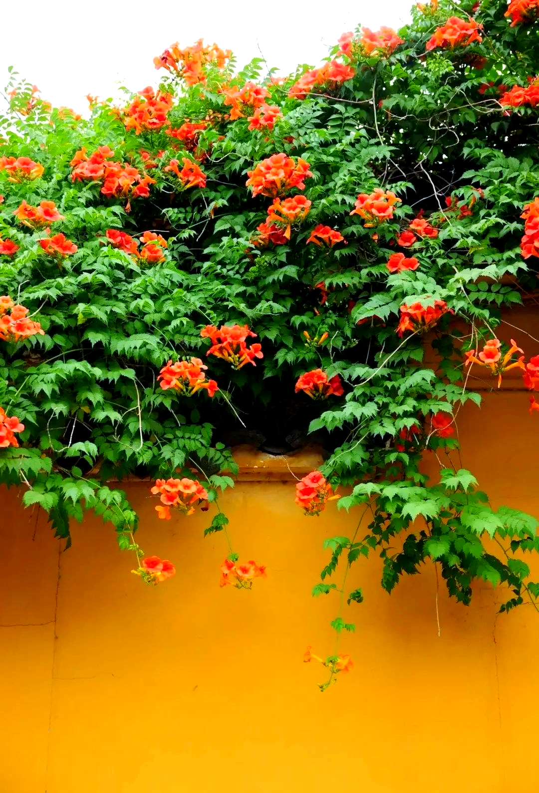 高层住户必备:四款爬藤花让你的家充满生机