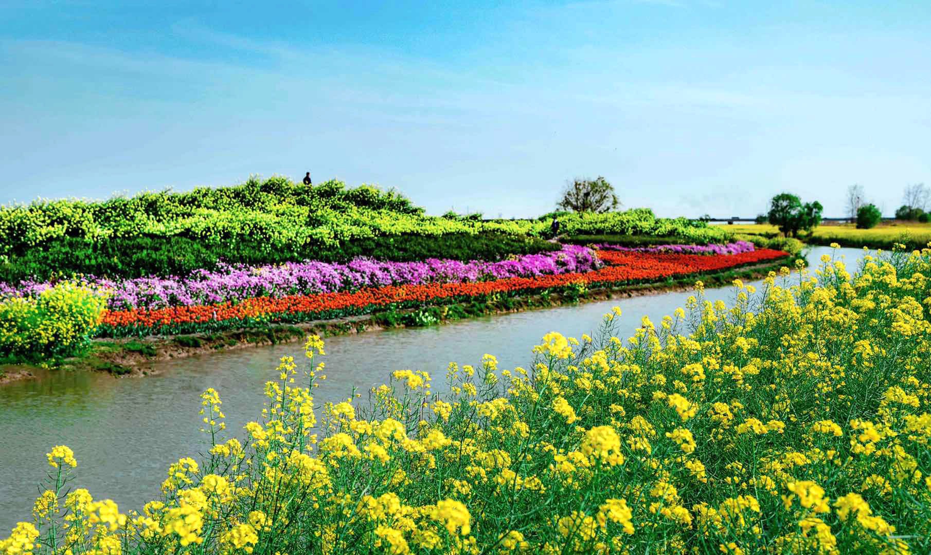 高邮湖上花海即将开园 邀您徜徉"湖上金毯"