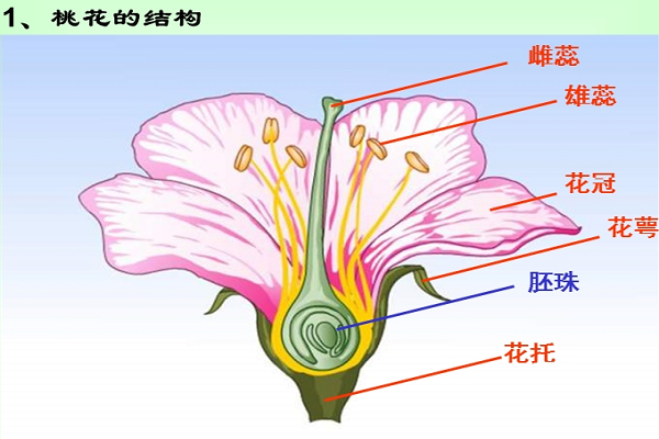桃花是自花传粉还是异花传粉