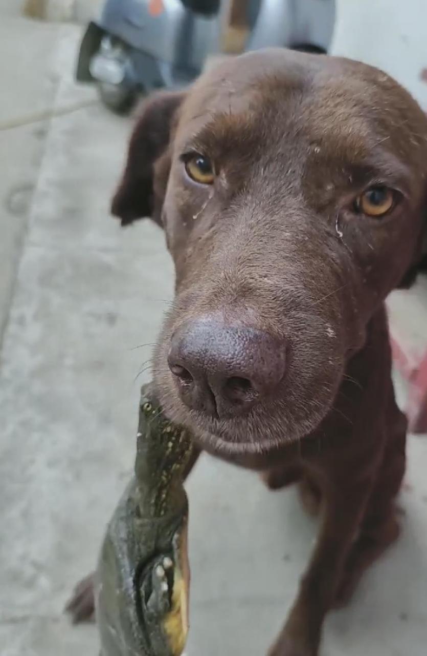 问君能有几多愁,恰是王八咬狗头![捂脸]