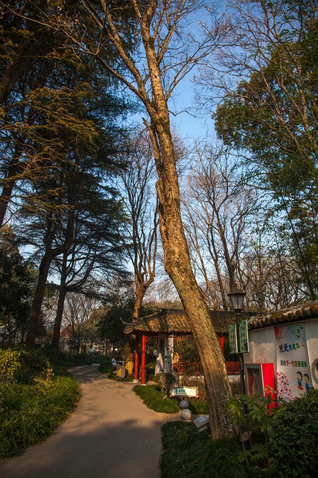 元代吳家,明代錢氏,上海金山張堰公園2株250年古銀杏有啥寓意?