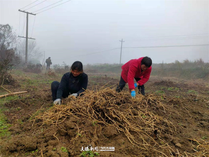 播州區龍坑街道:激活人才動力 助推鄉村振興