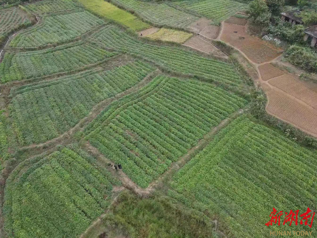 安仁县华王乡东桥村探索"支部引领 能人带动 产业发展"的乡村振兴新