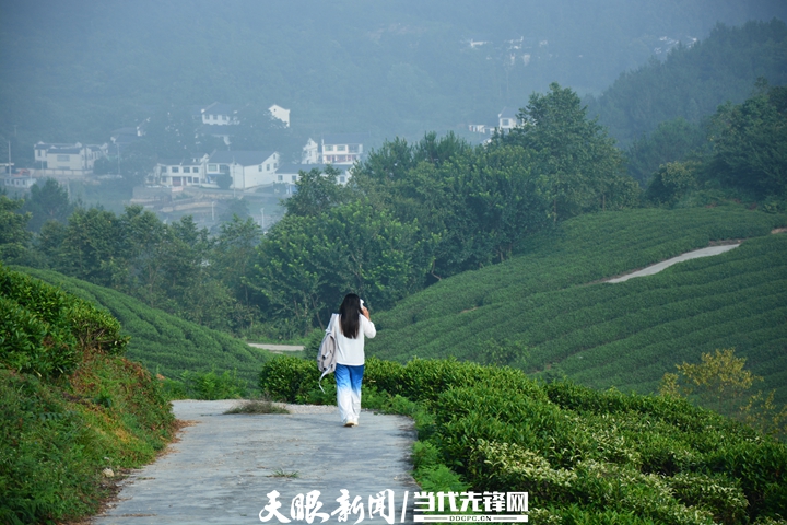 「山川秀丽·景美人和」贵阳朱昌镇神鹊茶场:带动上千人就业,走向共同