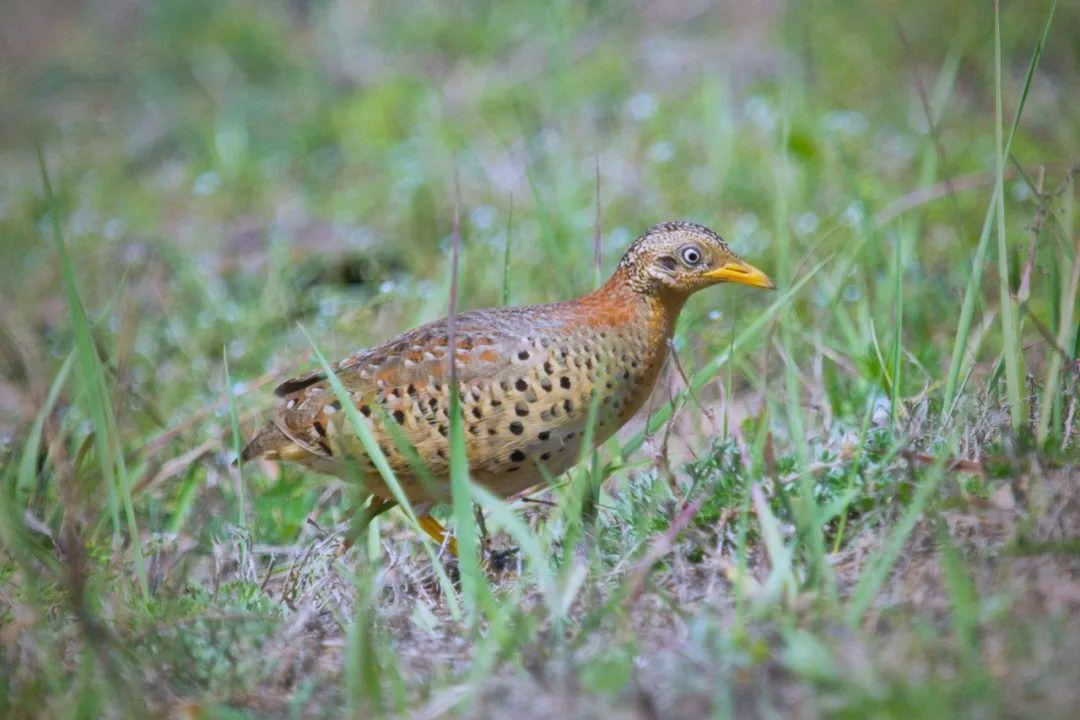 贵州威宁怪叫声引热议,真相竟是黄脚三趾鹑