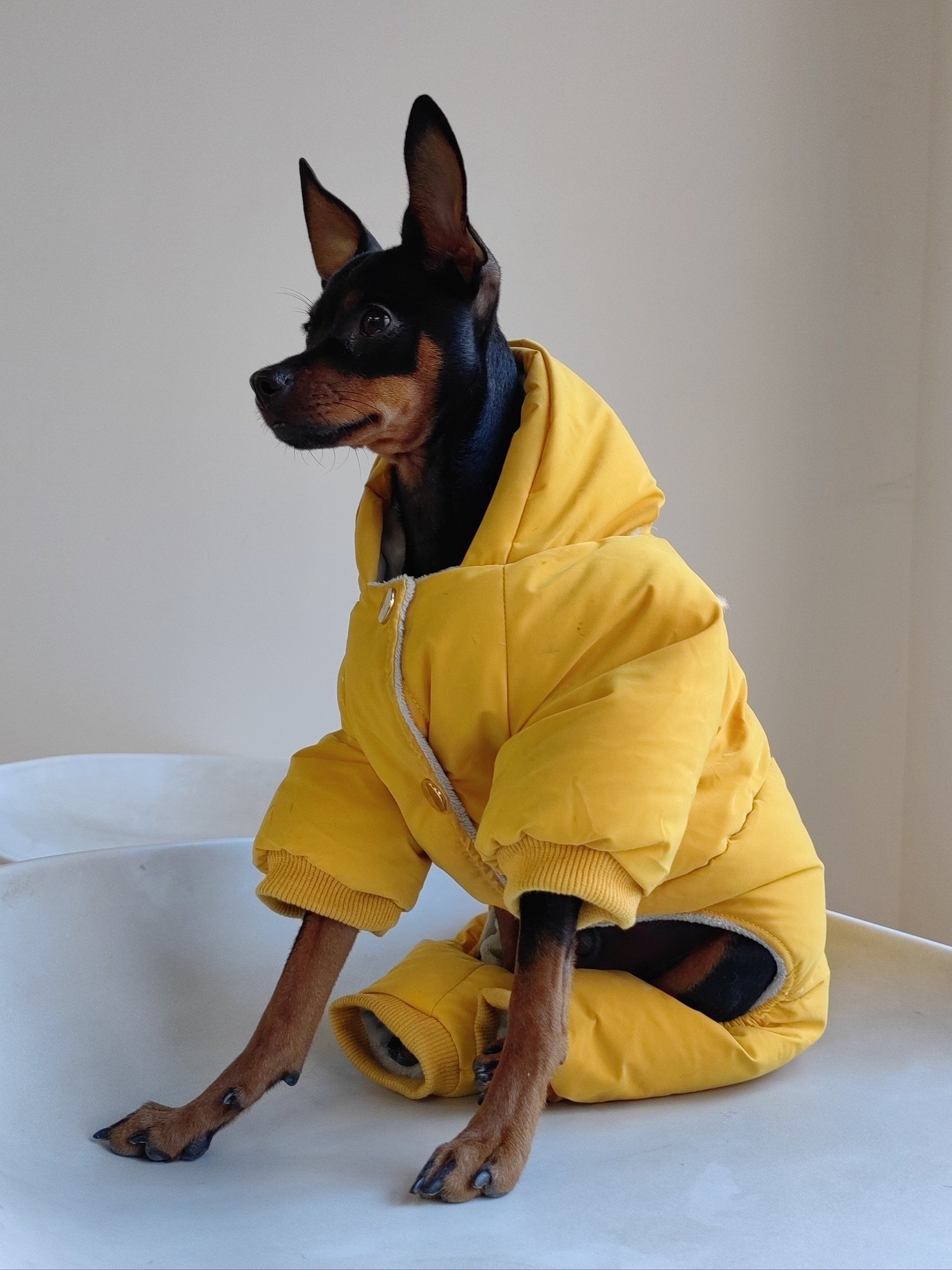西施犬夺冠背后竟是文化心机?