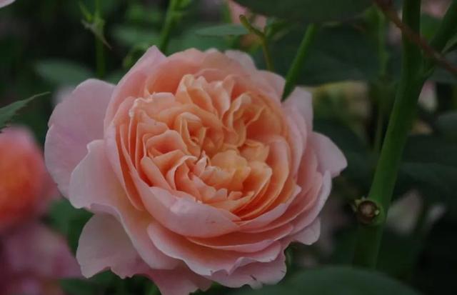 博斯科贝尔(boscobel)