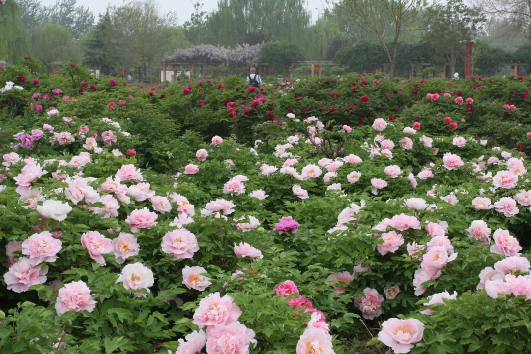邢台市柏乡县北郝村汉牡丹园吴桥杂技大世界春游河北,除了赏百花,还能