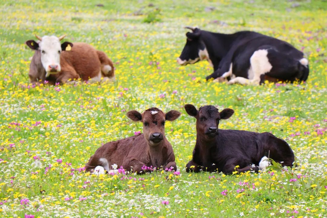 在草原与花海间 湛蓝的天空,高耸的雪峰 成群的牛犊骏马相互辉映 组成